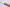 Perceval 9.47 Steak knife
