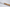 Perceval 9.47 Oak Wine Barrel Steak Knife